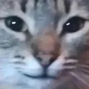 catsmile