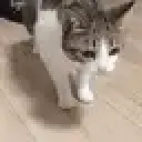 cat_dead