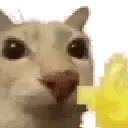 hi