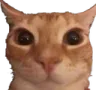 Catstare
