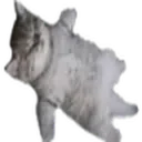 Catded Catded