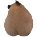 hamsterpeach
