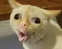2781catsneeze