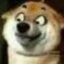 AmazingDog AmazingDog