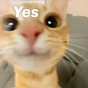 c_yes