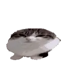 Wawa Wawa