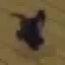 whatthecatdoin whatthecatdoin