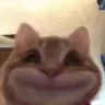 kittyhii
