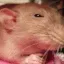ID_evilrat