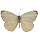 94788vintagebutterfly