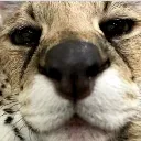 Hi