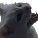 nalahatessnow