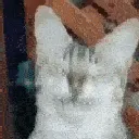 ezgif12ae814e98797f7e