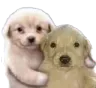 Perroamigo