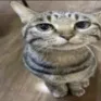 Gatomini