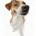 woman Discord sticker | Red Wolf