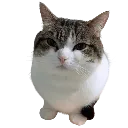 wawa custom emote - Red Wolf