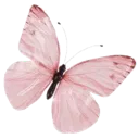 6_pink_butterfly