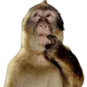monkey