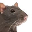 RatVibe