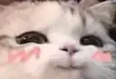 cat_grin