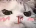 cat_hmph