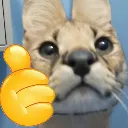 servalthumbsup