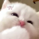 cathehe