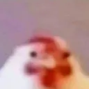 chicken