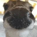 deersniff