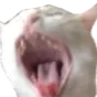 screamingcat