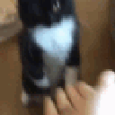 Cat5 animated Discord emote | TurkixG1 Community