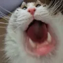 xCatMouth