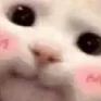 catCute