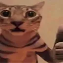 catOkak