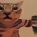 catNokak