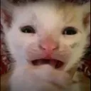 luuk_cat