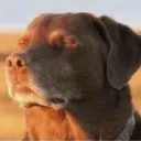 dogcooked