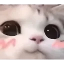 cute_cat