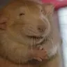 evilRatto