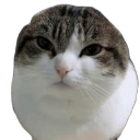 :Wawa: