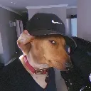 dogssmirk
