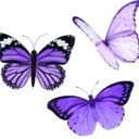 c_purplebutterflies