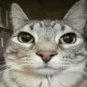 fabbercat