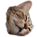 cat_sleep