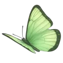 j_greenbutterfly