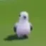 Pigeon Pigeon