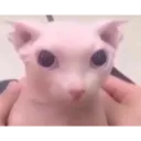 bingusstare