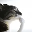 thinking_cat