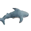 shark